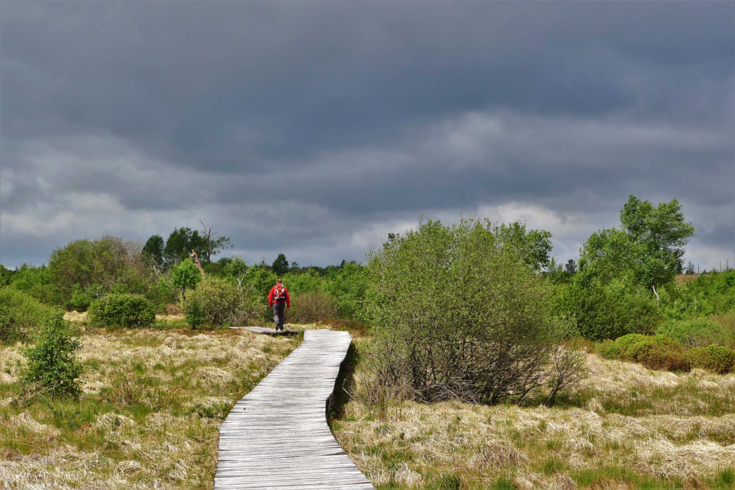 Wilde Narzissen im Perlenbachtal